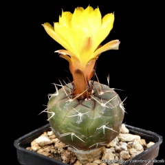Rebutia neumanniana var. kargliana.jpg