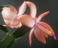 Schlumbergera 061 (own)2.jpg