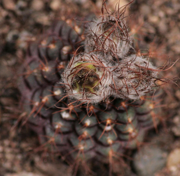 Файл:Frailea mammifera ssp. angelesiae.jpg