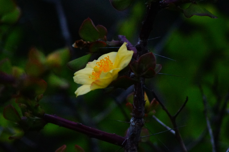 Файл:Pereskiopsis rotundifolia 3.jpg