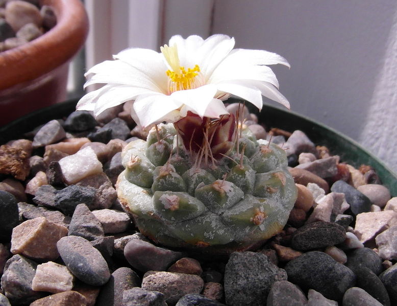 Файл:Strombocactus disciformis ssp. disciformis 3.JPG