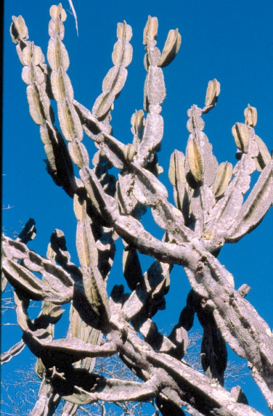 Файл:Cereus pierre-braunianus Esteves.jpg