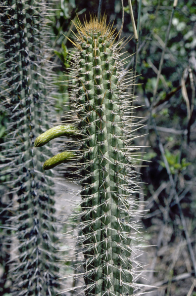 Файл:Cleistocactus morawetzianus 2h.jpg