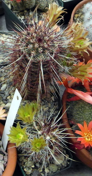 Файл:Echinocereus viridiflorus ssp. chloranthus 4.JPG
