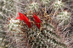 Mammillaria pondii subsp. maritima pm2.JPG