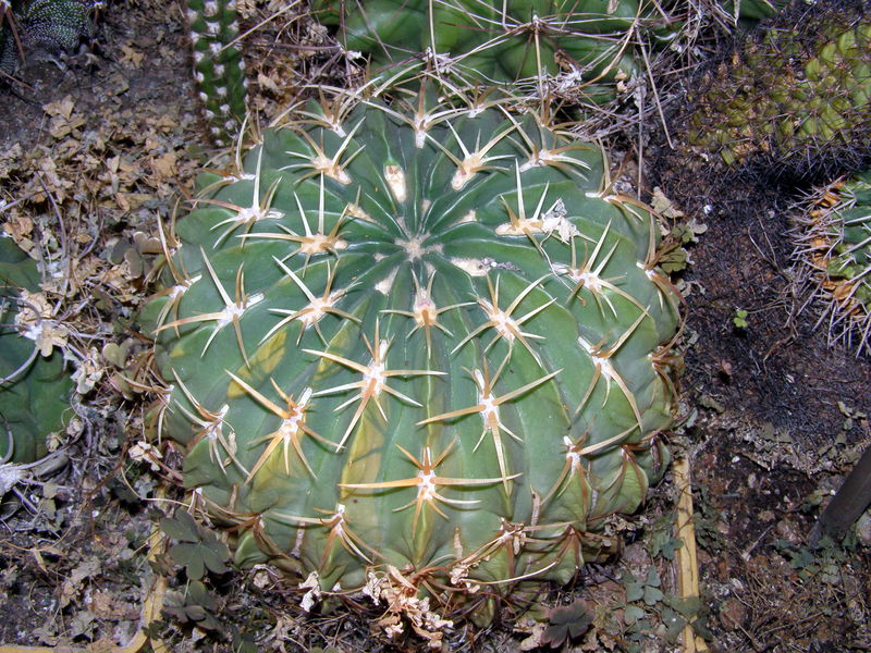 Файл:Ferocactus macrodiscus ssp. macrodiscus 3.JPG