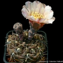 Gymnocalycium kieslingii f. castaneum 13030.jpg