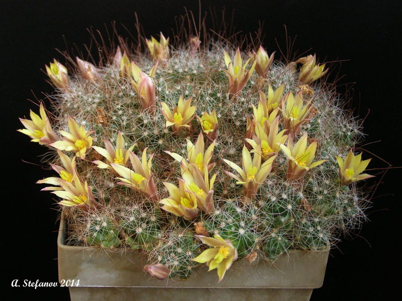 Файл:Mammillaria surculosa 12.jpg