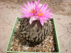 Pelecyphora aselliformis.jpg
