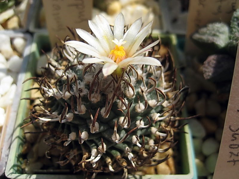 Файл:Turbinicarpus schmiedickeanus ssp. klinkerianus.jpg