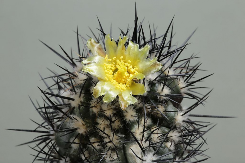 Файл:Copiapoa algarrobensis FK 530.jpg