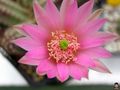 Echinocereus scheeri ssp. scheeri 1.jpg