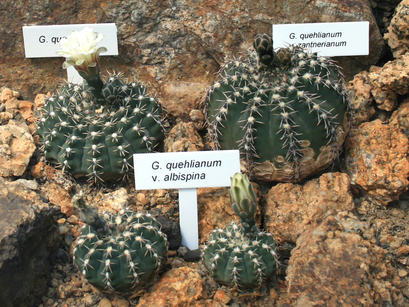 Файл:Gymnocalycium quehlianum 4.jpg