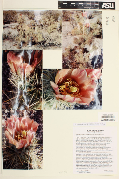 Файл:Cylindropuntia sanfelipensis ASU58935.jpg