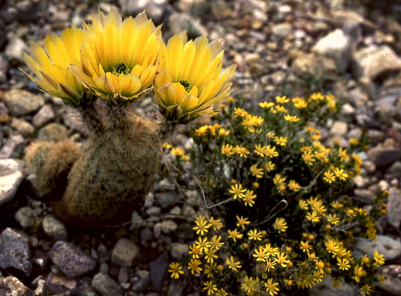 Файл:Echinocereus dasyacanthus 03.png