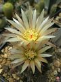 Eriosyce eriosyzoides ssp. eriosyzoides 0 1.jpg