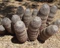 Mammillaria pottsii-1280px.jpg