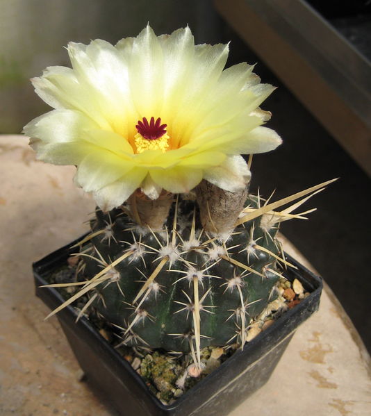 Файл:Notocactus turecekianus.jpg