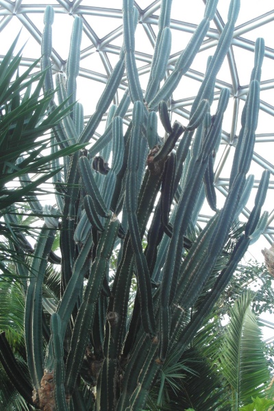 Файл:Cereus hildmannianus ssp. uruguayanus 2.JPG