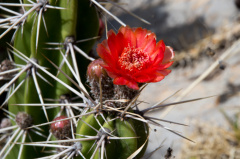 Corryocactus ayacuchoensis 2.jpg