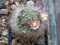 Mammillaria bocasana.JPG