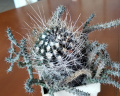 Pyrrhocactus pygmaeus.jpg