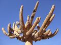 Browningia candelaris ssp. candelaris 1.JPG