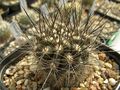 Eriosyce villosa 3.jpg