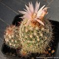 Escobaria tuberculosa 3525.jpg