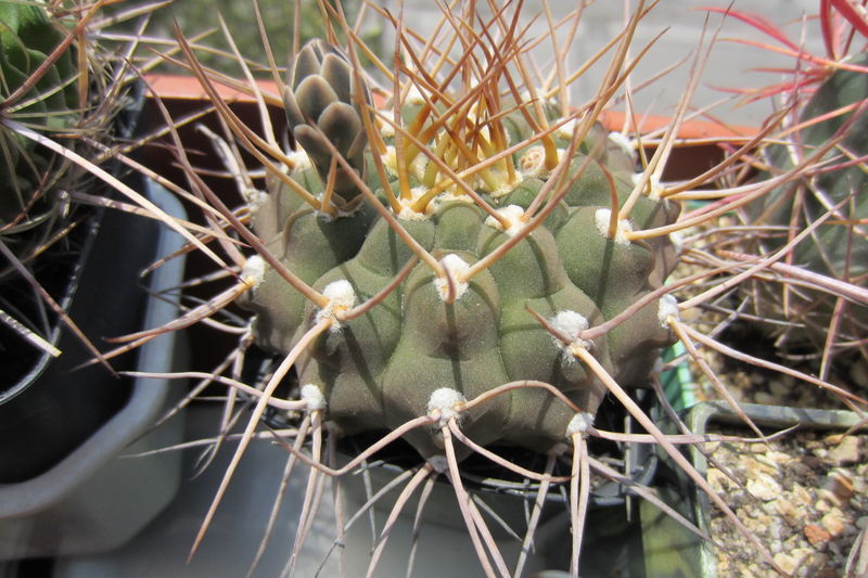 Файл:Gymnocalycium ochoterenae.jpg