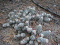 Mammillaria sphacelata ssp. sphacelata 1.jpg