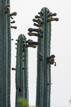 Pilosocereus pentaedrophorus ssp. robustus 01.JPG