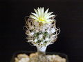 Turbinicarpus pseudomacrochele ssp. minimus TCG9101.jpg
