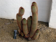 Haageocereus versicolor var. pailanus.jpg