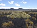 Maihuenia patagonica 2.JPG