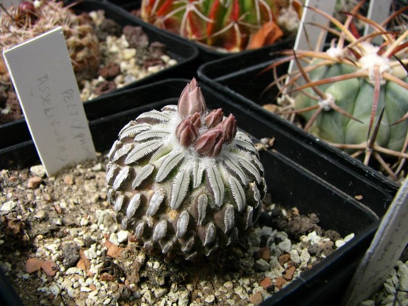 Файл:P. aselliformis.jpg