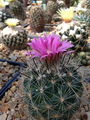 Coryphantha ramillosa 05.jpg