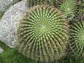 Echinopsis formosa ssp. bruchii habitat 1.JPG