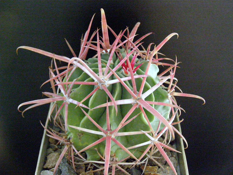 Файл:Ferocactus latispinus ssp. spiralis 3.JPG