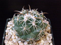 Coryphantha clavata ssp. clavata.JPG