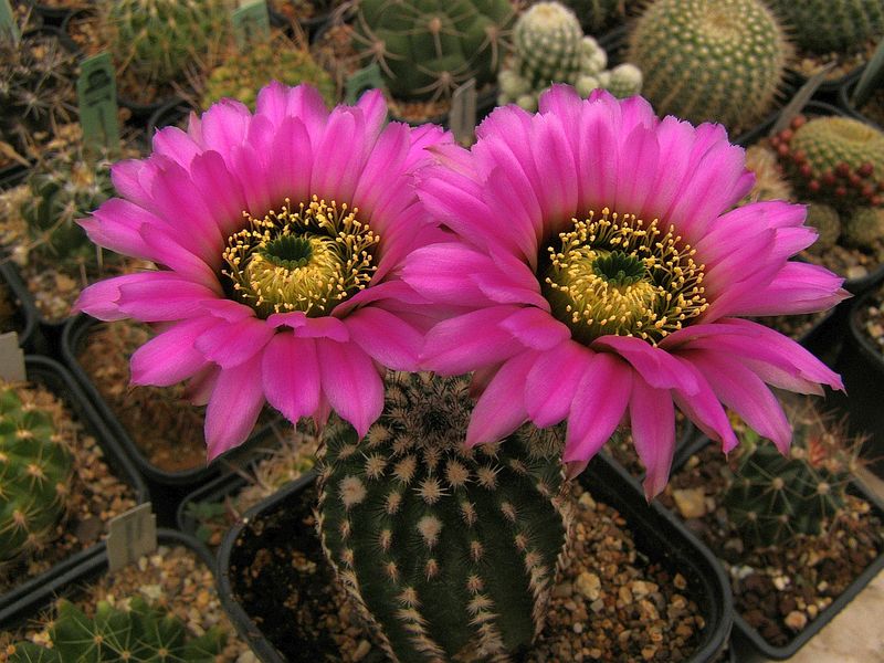 Файл:Echinocereus reichenbachii ssp. perbellus 3.jpg