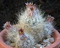 Escobaria emskoetteriana 04.jpg