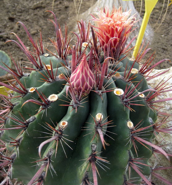 Файл:Ferocactus peninsulae.jpg