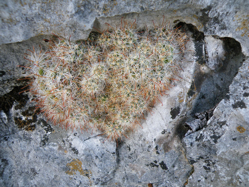 Файл:Mammillaria erythrosperma 2h.jpg