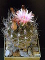 Eriosyce eriosyzoides ssp. atroviridis 1.jpg