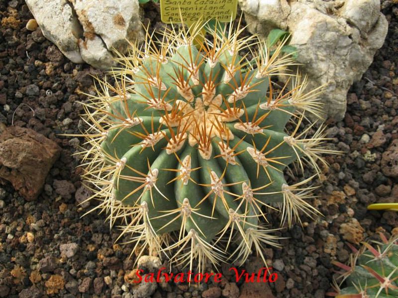 Файл:Ferocactus diguetii 3.jpg