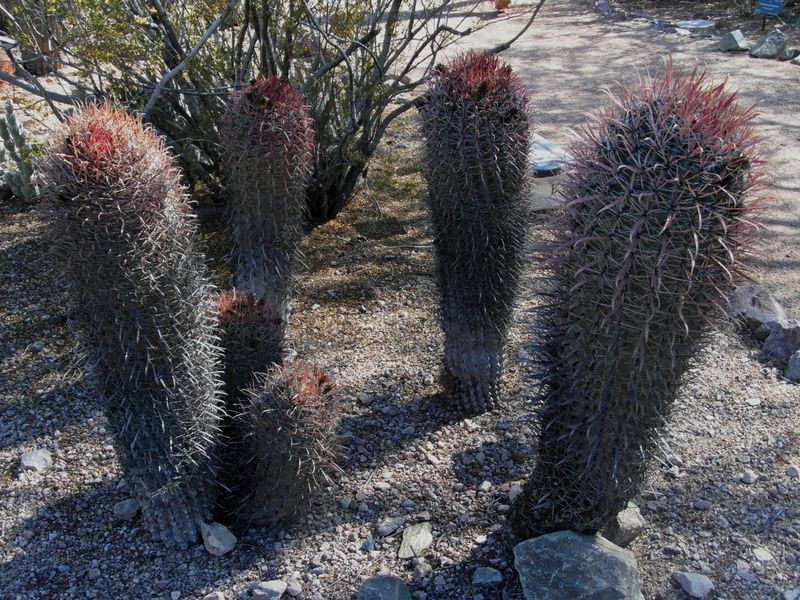 Файл:Ferocactus gracilis ssp. coloratus 2.JPG