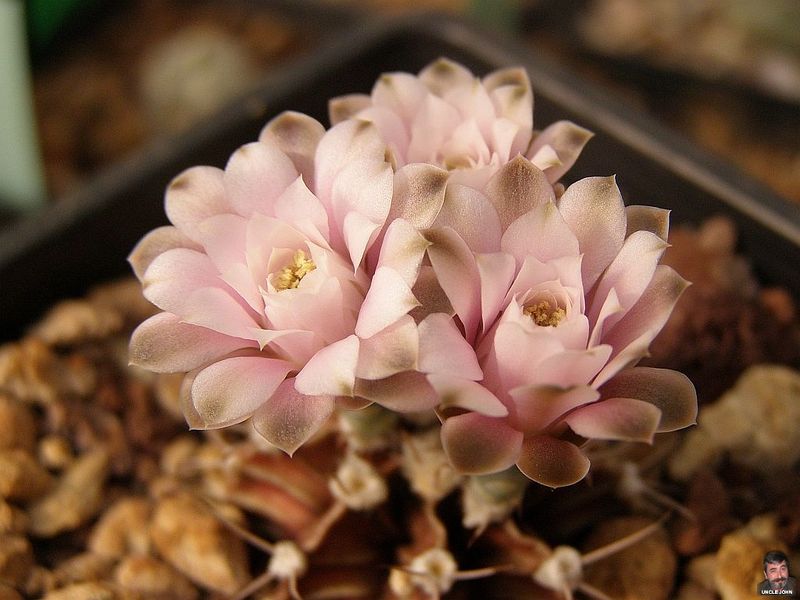 Файл:Gymnocalycium mihanovichii var. friedrichii 4.jpg