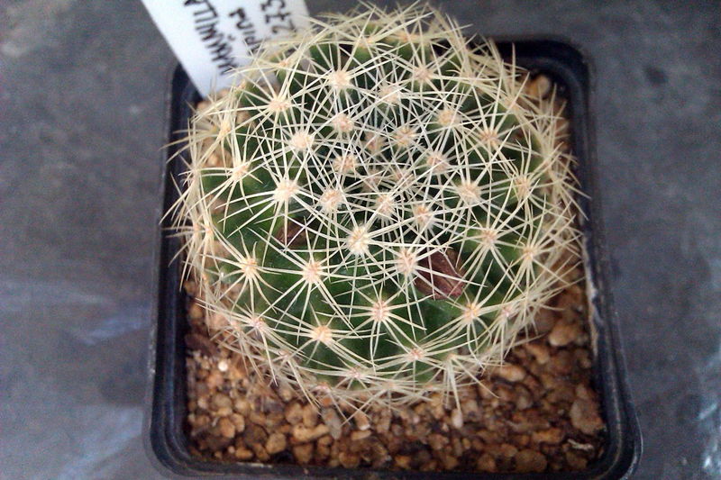 Файл:Mammillaria napina 273.jpg