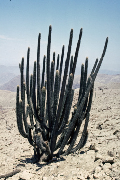 Weberbauerocereus rauhii 01.jpg